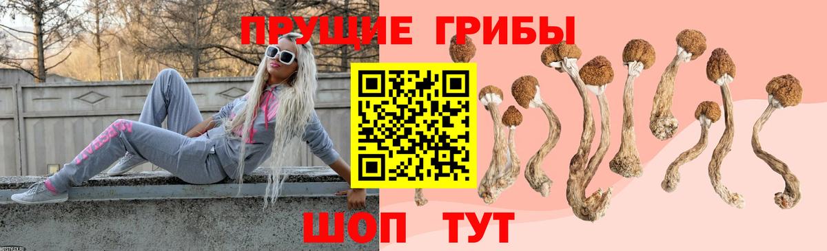 Вязьма  Псилоцибиновые грибы MAGIC MUSHROOMS  Галлюциногенные грибы Psilocybe  Вход с VPN 
